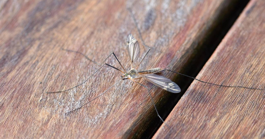 科學家們近日展開創新行動，使用無人機釋放「絕育公蚊」，希望藉此遏止致命的鳥類瘧疾傳播。（示意圖／Pixabay）