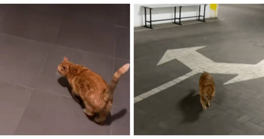 烏克蘭奧德薩一隻橘貓因熟記防空洞路線、在警報響起時帶主人避難而爆紅。（圖／翻攝自TikTok，viii_olegovnaa）