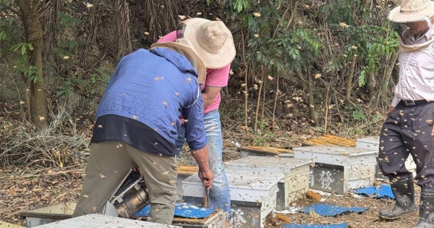 高雄蜂農指出，2024年山陀兒颱風來襲，有些荒廢龍眼樹、荔枝樹被風吹倒，又重新長出嫩芽開花，所以2025年反而是30年來難得的蜂蜜大豐收。（圖／崗發蜂蜜提供）