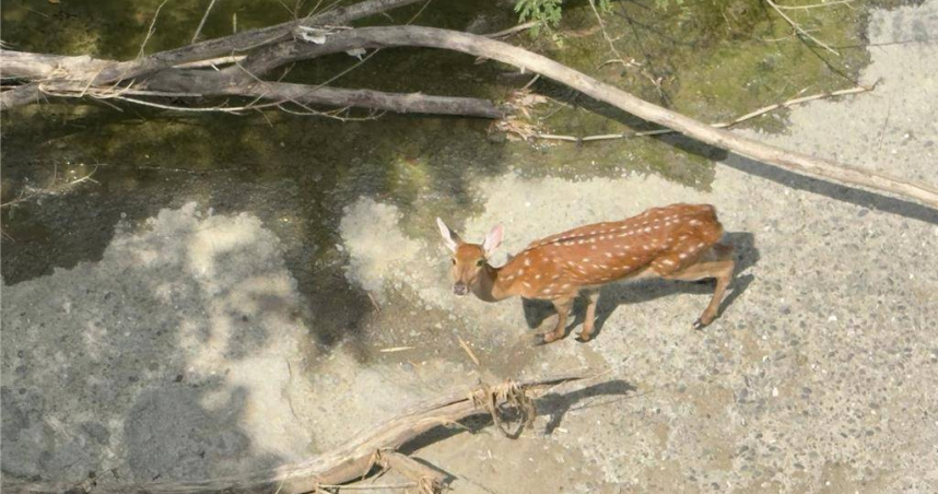 馬頭山再傳梅花鹿遭狗追殺，跳進大排中骨折受傷，讓馬頭山協會發文說相似事件不斷發生「生氣又無奈」。（圖／馬頭山協會提供）