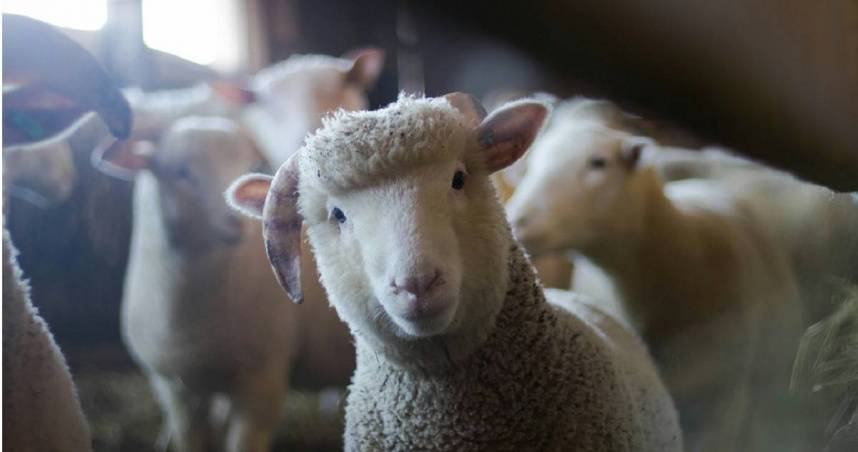 李大伯從事養羊、宰羊工作近30年，近日突然感覺沒力氣、不想幹活。（示意圖／翻攝自pexels）