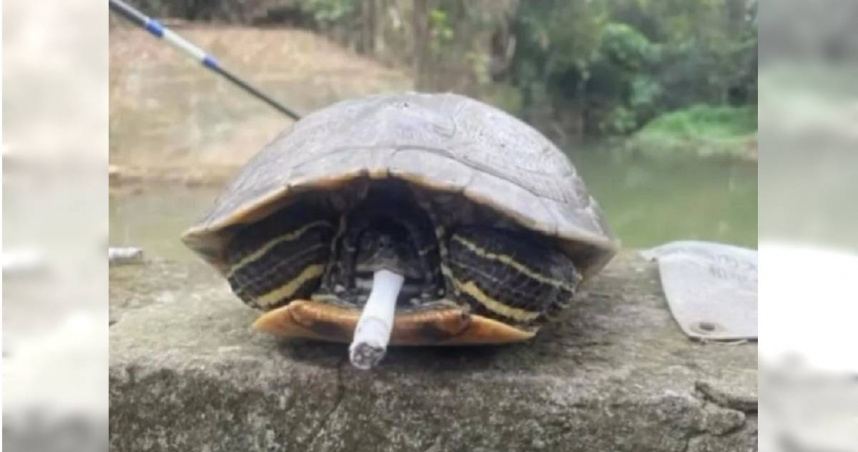 桃園疑似有國中生把菸塞進烏龜的嘴裡。（圖／翻攝自Threads）