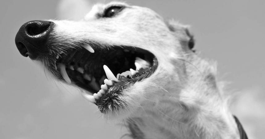 （示意圖非當事犬／Pixabay）