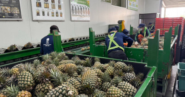 台灣鳳梨因香甜多汁深受日本市場歡迎，北農自今年2月25日啟動「鳳梨銷日專案」迄今，已外銷日本達35個貨櫃，總重約555公噸。（圖／北農提供）
