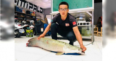 150公分象魚突「想不開」跳缸、內出血不治 網驚:可能是擋災