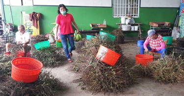 推動「檳榔專法」 跟香菸同等管制