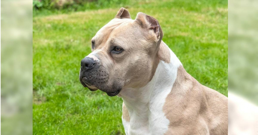 俄羅斯驚傳比特犬傷人事件，導致1死1傷悲劇。（示意圖，非當事犬隻／Pixabay）