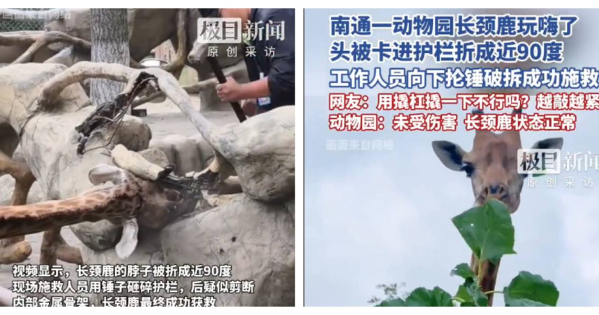 長頸鹿受困脖子近乎彎成90度，園方緊急動用工具破壞護欄施救。（圖／翻攝自微博，極目新聞）