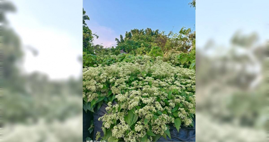 近日有網友在臉書社團分享一張滿山坡被白色小花覆蓋的照片，直呼景象「太不可思議」。（圖／翻攝自臉書，認識周遭的植物）