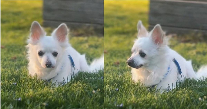 被主人帶去安樂死的11歲吉娃娃畢普，所幸被收容所及時發現牠其實很健康，把牠從鬼門關前救回來。（圖／翻攝自TikTok／ohmyope）