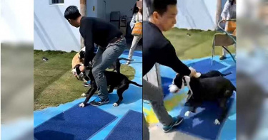 2比特犬闖民宿撕咬退役搜救「英雄」 霸氣飼主徒手退惡犬
