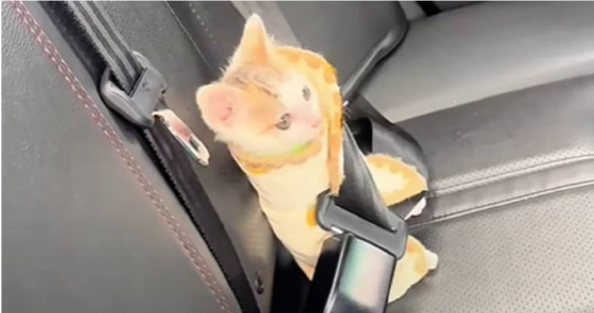 小貓搭了共享汽車。（圖／翻攝畫面）