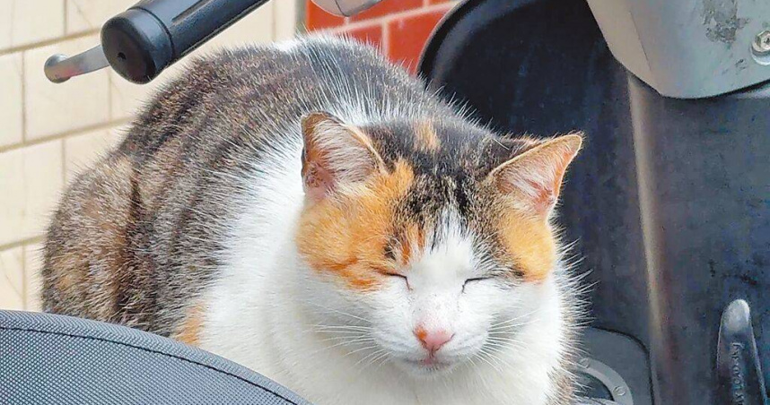 台東縣金崙村，被稱為「台東貓村」。（圖／中國時報蔡旻妤攝）