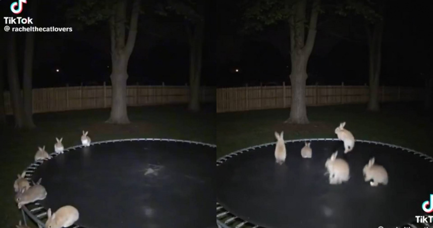 （圖／翻攝自TikTok）