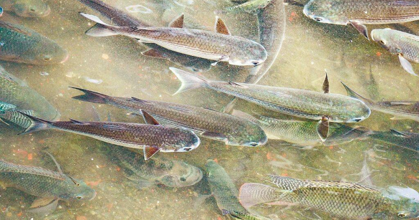 新北市瓦磘溝曾被形容為「醜泥怪」，調查人員近期卻觀察到大量烏魚現蹤。（圖／新北市水利局提供／中國時報柯毓庭新北傳真）