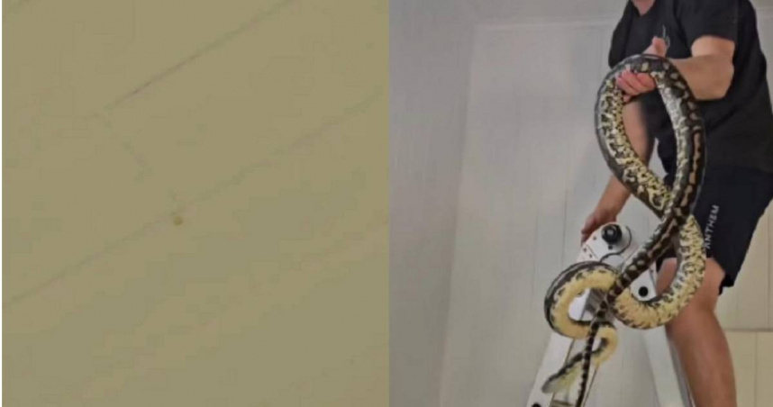澳洲一名女子在家中躺著休息，卻感覺有液體滴到臉上，注意到天花板有一塊水漬，察覺不對勁，找專人來查看發現有3條巨大蟒蛇，才發現她她是被蛇尿滴到。（圖／翻攝自臉書／Sunshine Coast Snake Catchers 24/7）