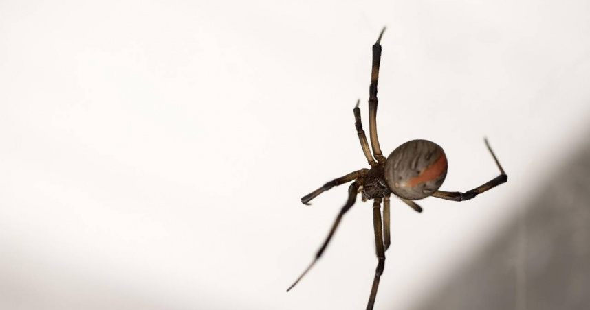 日本大阪關西世博會出現約70隻紅背蜘蛛，官方呼籲民眾不要用手觸碰。（示意圖／Pixabay）