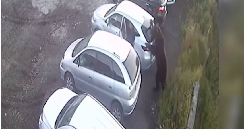 1名男子在千鈞一髮之際跳進車內，差點命喪熊口。（圖／翻攝自《太陽報》）