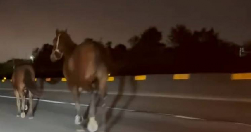 台61線西濱驚見「2匹馬狂奔」！　駕駛閃避不及1馬死、1人傷