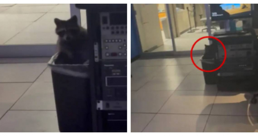 浣熊躲避寒冬潛入辛辛那提Local 12新聞室。（圖／翻攝自X，John Gumm）