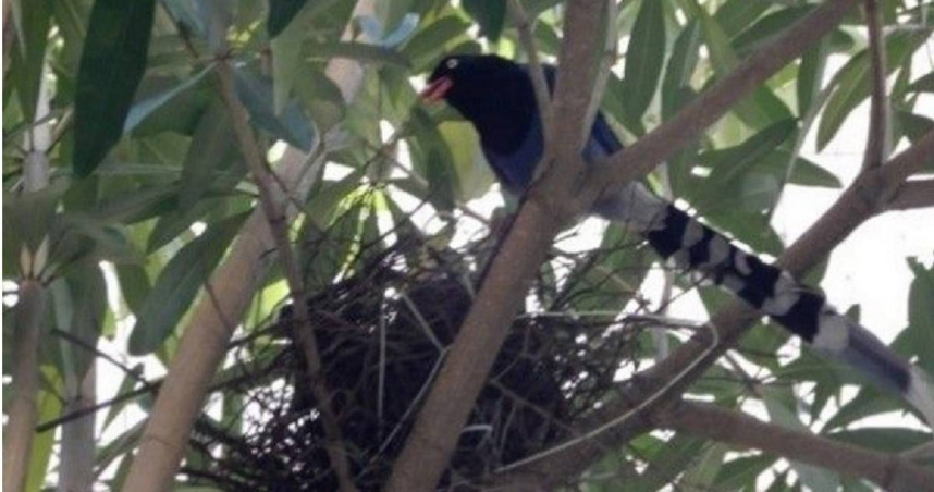 台灣藍鵲。（圖／台北市動物保護處）