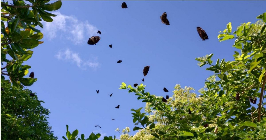 墾丁國家公園近日迎來紫斑蝶大量爆發，滿山谷翩翩起舞，同時墾管處也呼籲用路人行經南灣、潭子灣及出火等重點路段時，務必減速慢行。（圖／翻攝墾管處官網）