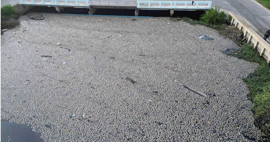 泰國巴吞他尼府空鑾縣的第二運河近日出現大量魚群暴斃死亡，濃烈惡臭讓當地居民受不了。（圖／翻攝X）
