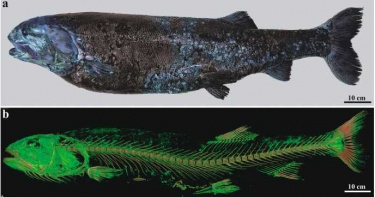 日本海域發現不明巨型深海怪魚 推測為區域食物鏈頂端生物