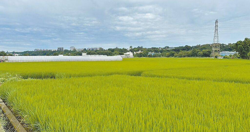 近年來氣候異常，導致稻米耐熱度不堪負荷，為改善此狀況，桃園農改場研發多種抗稻熱病、抗旱等品種。（圖／桃園市農業局提供／中國時報姜霏桃園傳真）