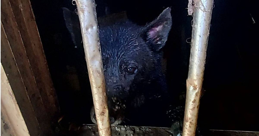 新北市新店區發生不當飼養案件，6犬隻被關在山上空屋，連乾淨飲水和飲食都沒有。（圖／新北市動保處提供）