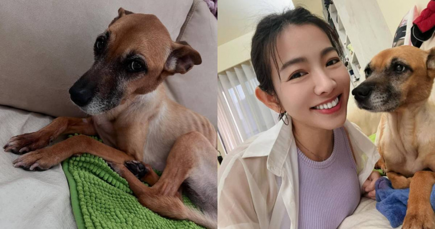 米可白的愛犬「錢錢」因為罹患胃癌，體型相當纖瘦，卻有路人對錢錢露出厭惡神情並驚呼「他好瘦都沒有肉。」讓米可白瞬間理智線快爆炸。（圖／IG／@mimi00419）