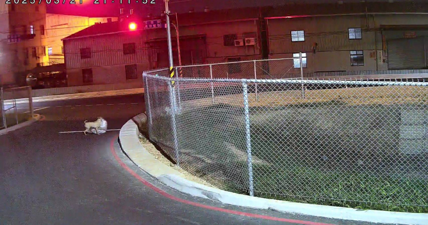 監視影像顯示，一隻小狗行動迅速，專挑放在住家門前待收的垃圾袋下手。（圖／台中市政府環保局提供）