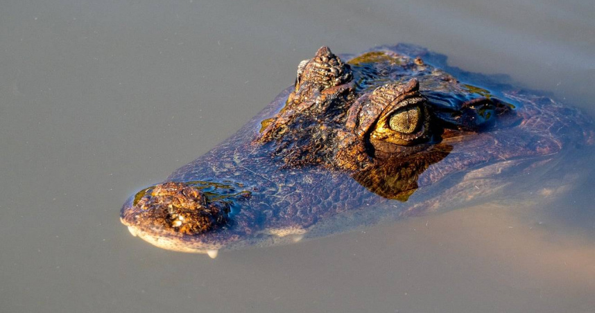 印尼13歲男童為撿球跳入河中，卻遭鱷魚突襲吞噬，搜救人員最終尋獲遺體。（示意圖／Pixabay）