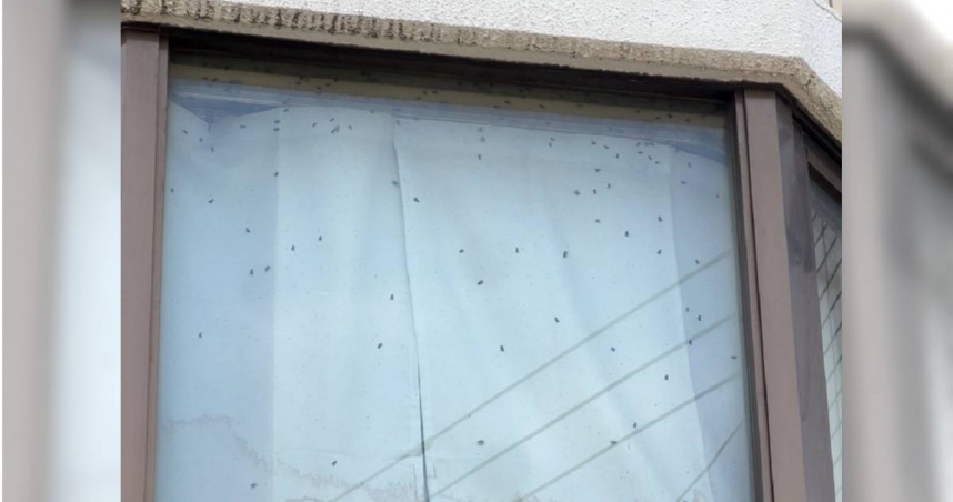 有旅居日本東京的南韓女子發現鄰居窗戶爬滿蒼蠅，報警後才發現是「孤獨死」。（圖／翻攝自X）