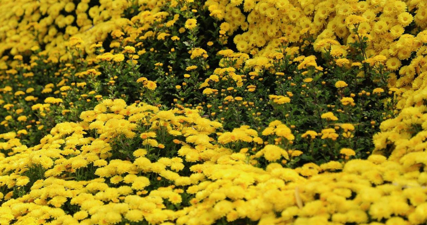 紫微斗數老師姚本軍透露，有3個生肖的人在重陽節過後，可能受到天月星影響，要注意身體健康狀況。（示意圖／Pixabay）