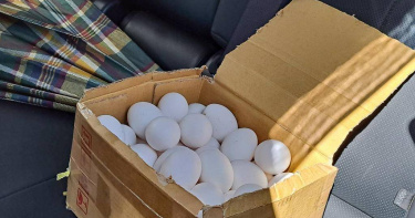 芬普尼蛋爭議延燒，台中市1名龍忠蛋行顧客16日攜帶一箱上周一購買的雞蛋欲退貨，未料店家未開門，故要將把這批雞蛋打進田裡，當作肥料施肥。（圖／報系資料照）