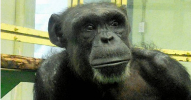 京都大學人類行為進化研究中心日前宣布「天才黑猩猩」小愛於1月9日下午因多重器官衰竭去世，享年49歲。（圖／翻攝自京都大學人類行為進化研究中心官網）