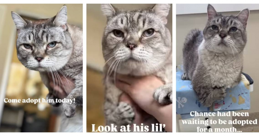 因外型被冷落的「暴龍貓」Chance，在志工分享後順利被領養。（圖／翻攝自IG，mspca.angell）