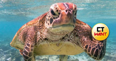 海龜暴怒「比X指」!票選最喜劇的野生動物大賽 超療癒人心