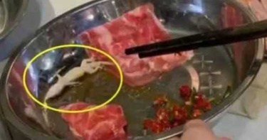 火鍋店用餐驚見「肥牛裡藏活壁虎」!男崩潰作嘔:眼睛還在眨