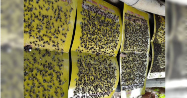 彰化市三村里近來受蒼蠅大軍侵襲，民眾使用黏蠅紙捕蠅。（圖／民眾提供）