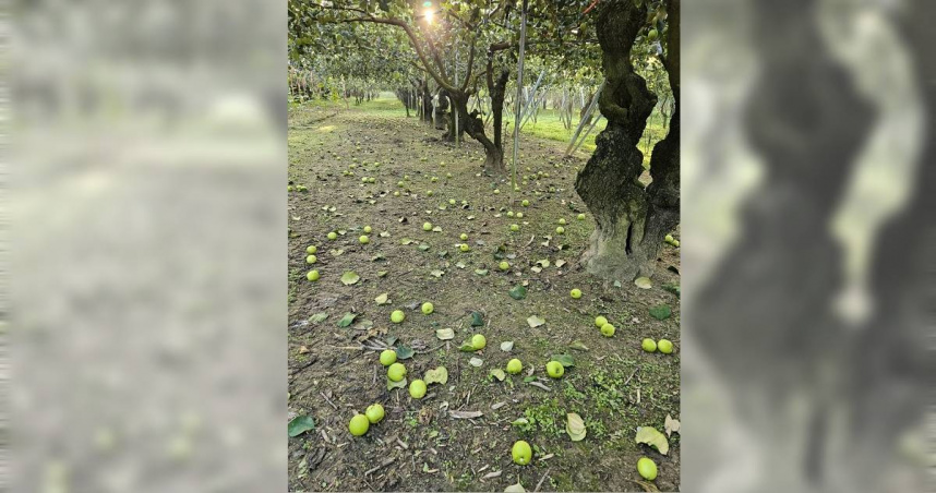 上萬斤棗子被震落一地，災損至少破百萬。（圖／擷取自Facebook／安心棗園）