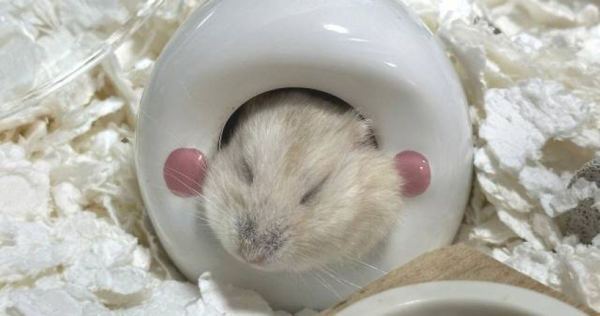 中國一名女子養倉鼠，後來卻放生在公司。（示意圖／翻攝自photoAC）