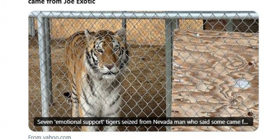 美國內華達州一名7旬翁在家中非法飼養7隻老虎被捕。（圖／翻攝自X）