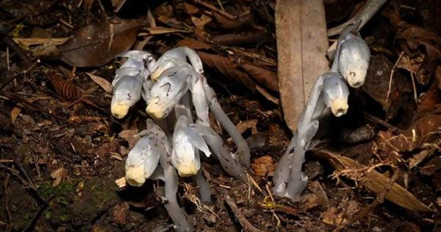 大陸貴州省林業局組織開展的全省野生蘭科植物監測過程中，科研人員近日首次發現「幽靈之花」。（圖／翻攝自微博）