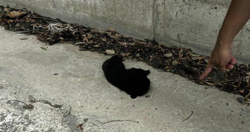 1隻台灣黑熊幼熊不明原因倒臥在海端鄉，遊客發現時已經死亡。（圖／民眾提供）