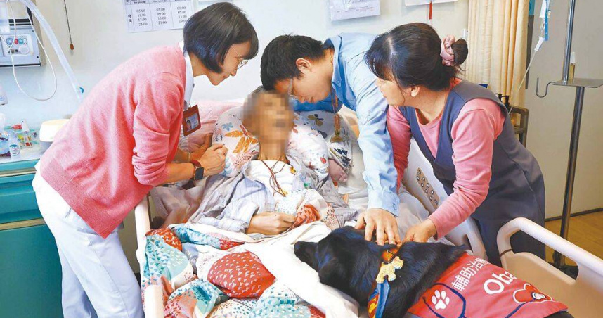 安寧病房總讓人聯想到生命末期，全台首隻駐點「醫療輔助犬」歐巴一副呆萌樣爬上病床，打開病人的心房，帶來心靈撫慰，並成為家庭最暖心的一分子。（圖／中國時報鄧博仁攝）
