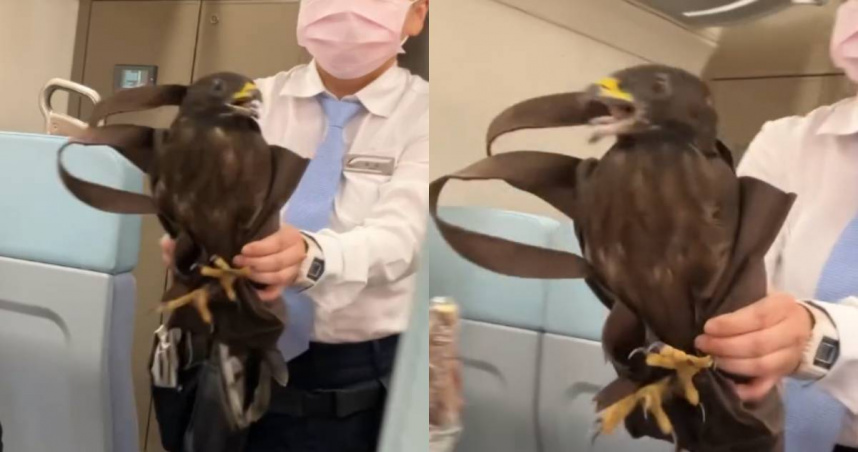台鐵女列車長「徒手抓老鷹」。（圖／Threads＠raymond19980307提供）