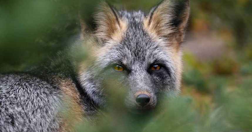 近日發現赤狐身邊有幼狐蹤影，象徵族群正朝復育邁出步伐。（圖／擷取自IG，gretchenkaystuart）