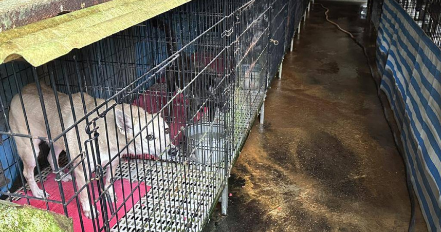 我國流浪犬問題層出不窮，造成無論是野生動物、人類傷亡案件更是屢見不鮮，雖政府已著手推動相關政策試圖解決浪犬問題，但多年來問題仍未有效改善。（圖／報系資料照）